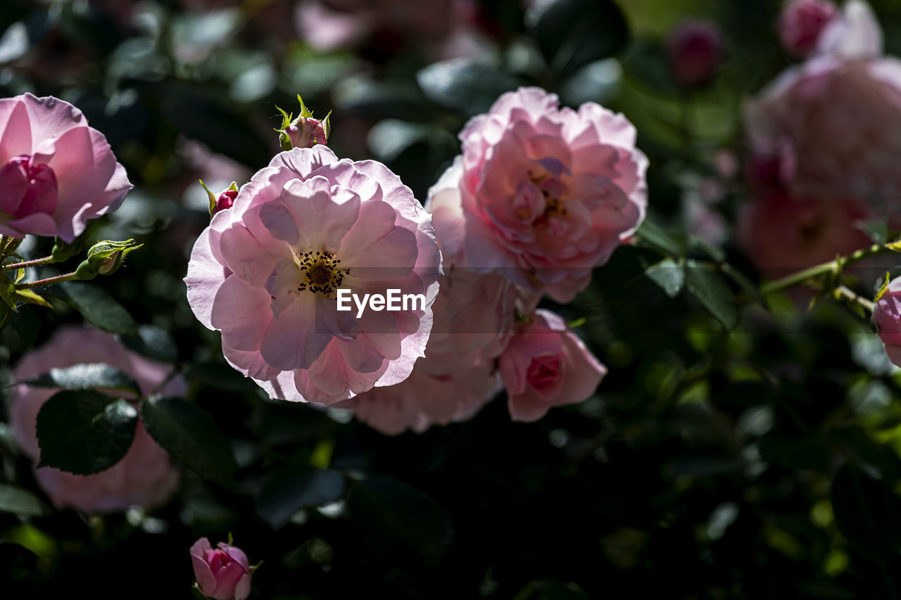 plant, flower, flowering plant, beauty in nature, pink, freshness, petal, fragility, close-up, inflorescence, flower head, nature, growth, blossom, rose, no people, springtime, focus on foreground, plant part, botany, leaf, outdoors, tree, day, garden roses, pollen, shrub