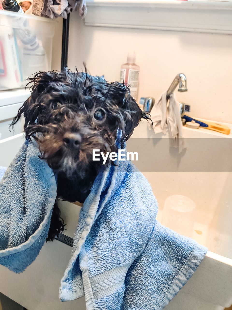 PORTRAIT OF DOG WITH ARMS OUTSTRETCHED IN BATHROOM