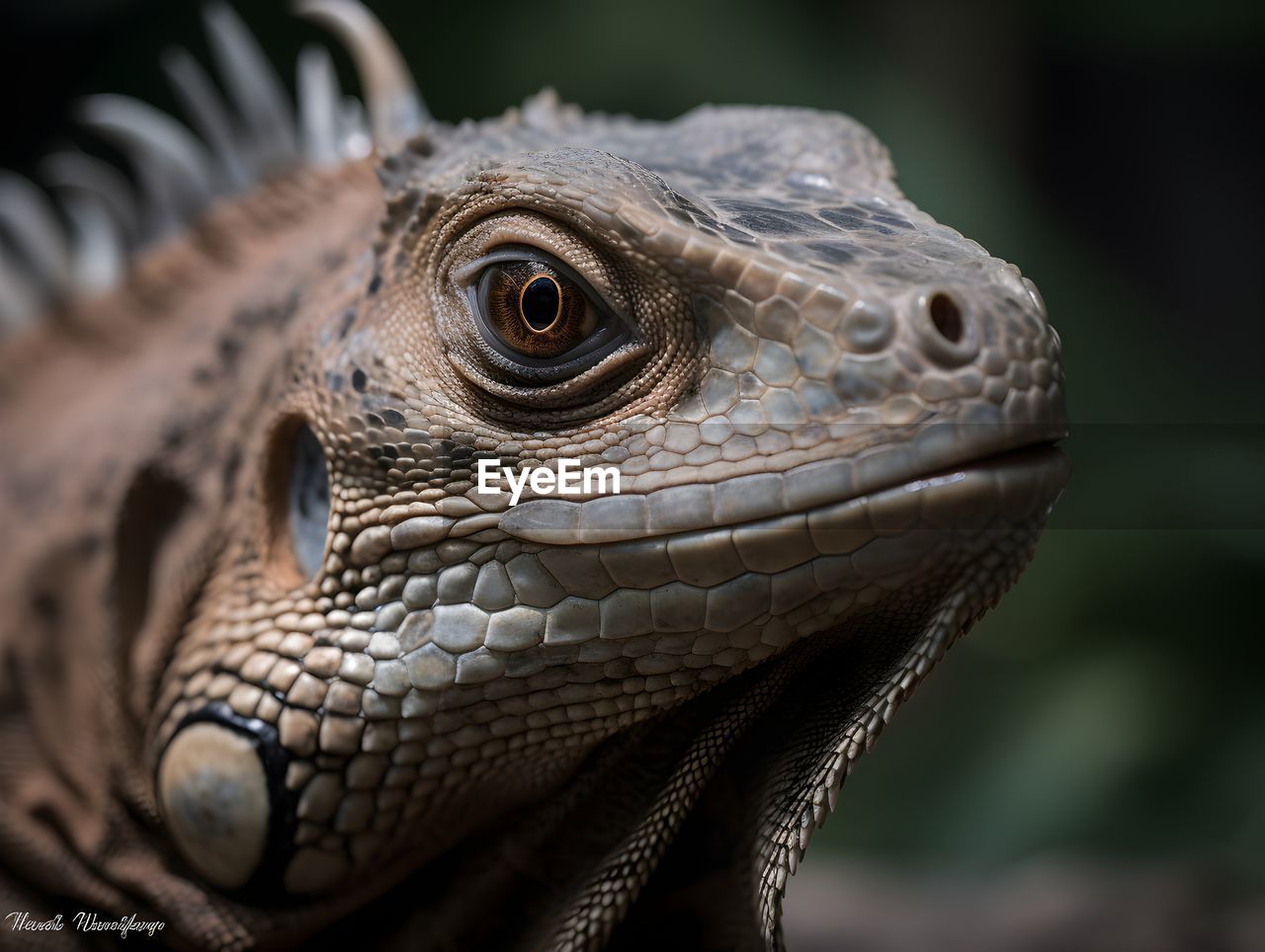 close-up of iguana on plant