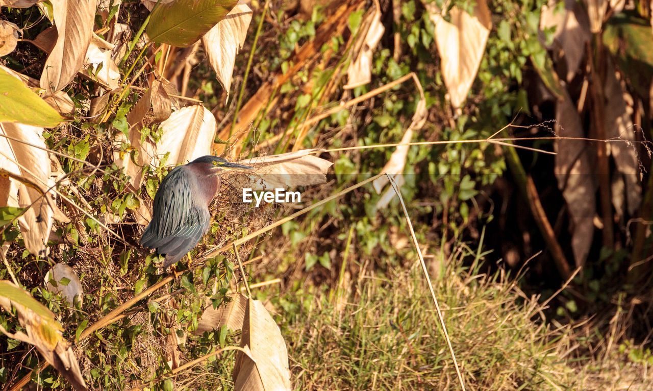 HIGH ANGLE VIEW OF GRAY HERON PERCHING ON PLANTS