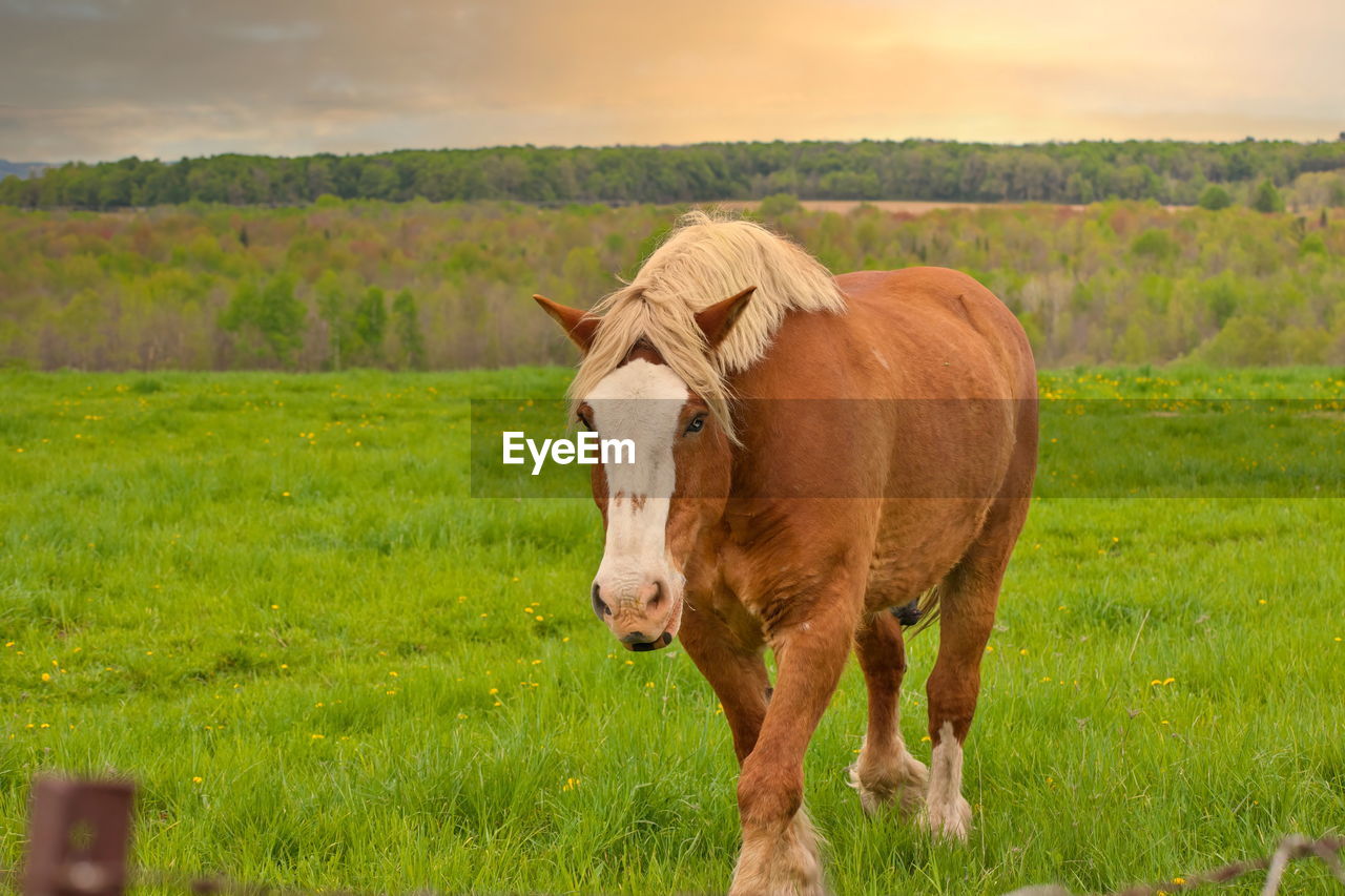 A male flaxen chestnut horse stallion colt walking through a pasture meadow between grazing