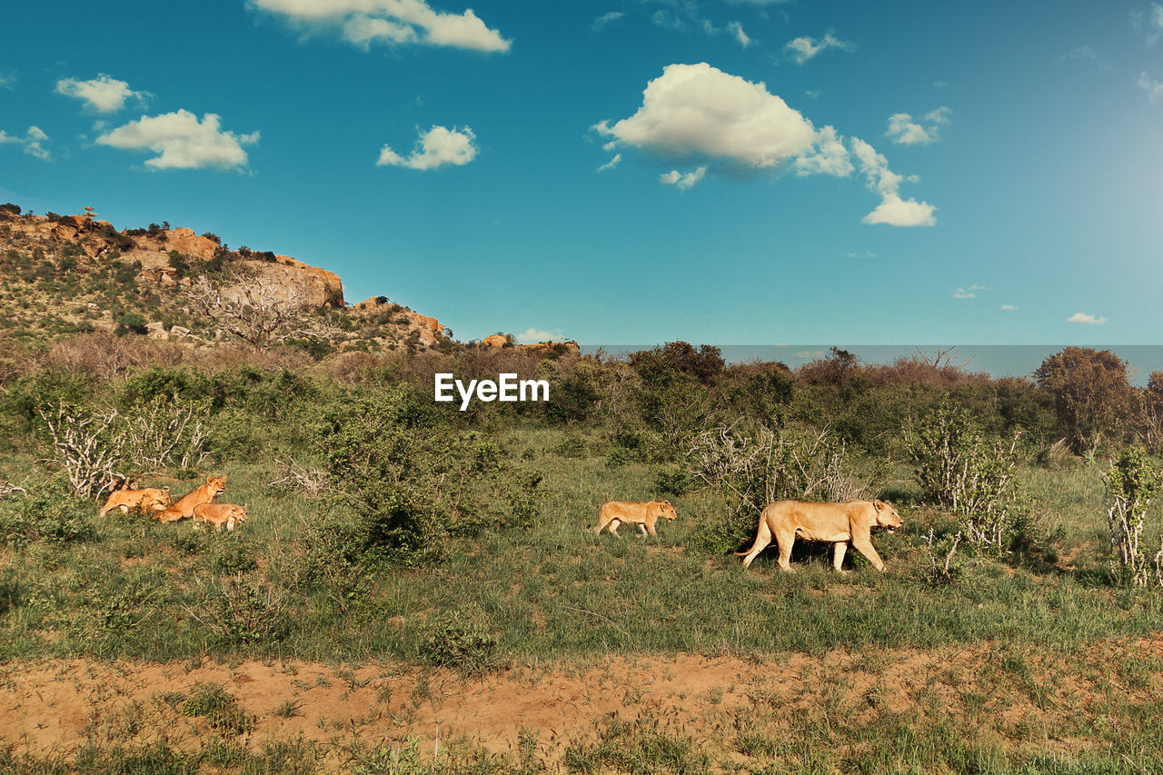 VIEW OF SHEEP ON FIELD