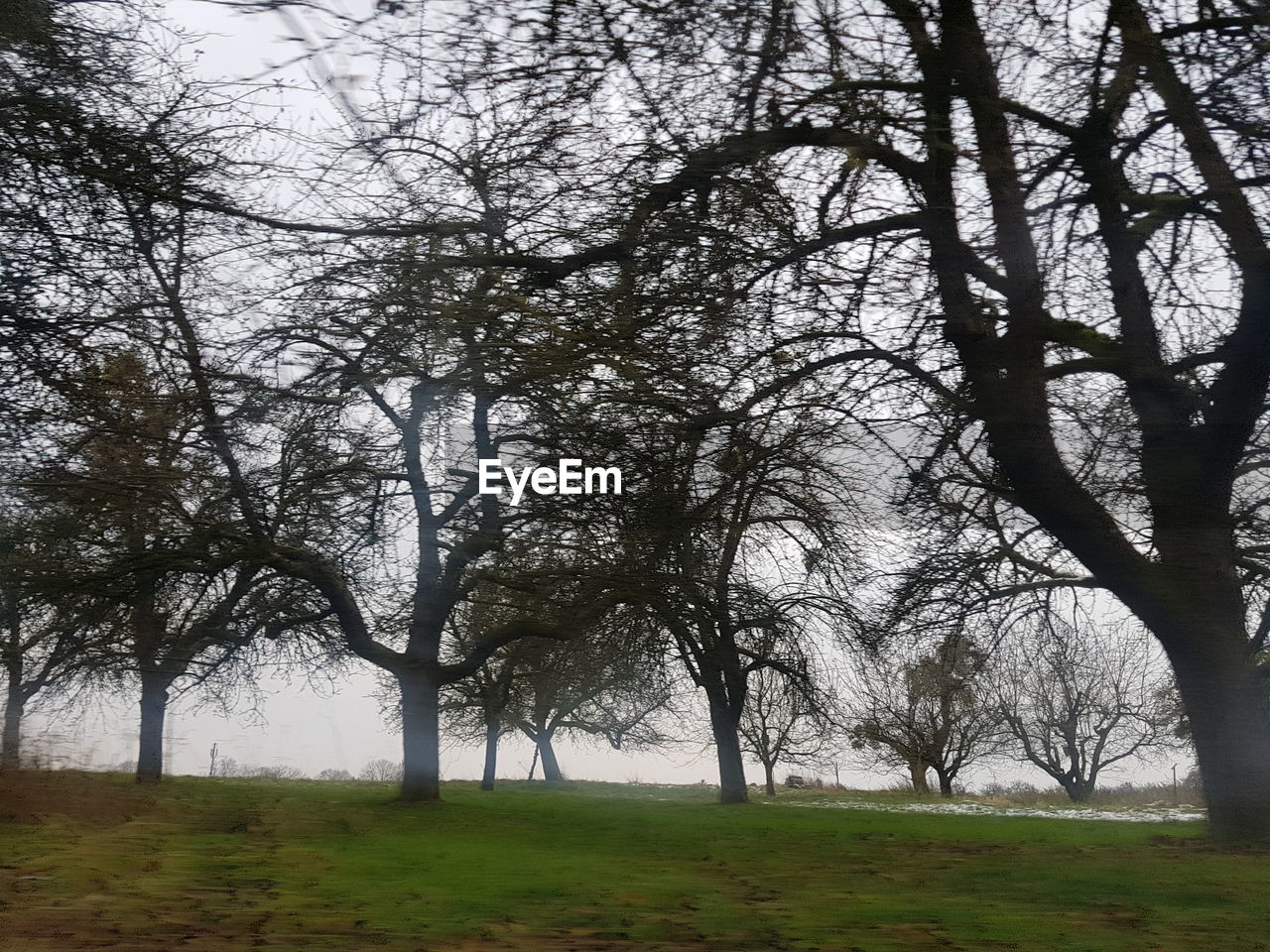 VIEW OF TREES ON LANDSCAPE