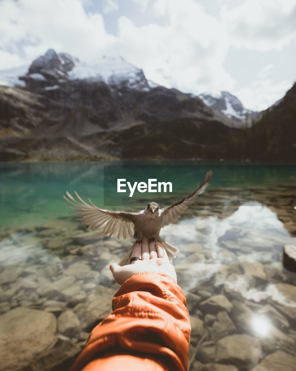 Bird perching on hand of person over lake against mountains