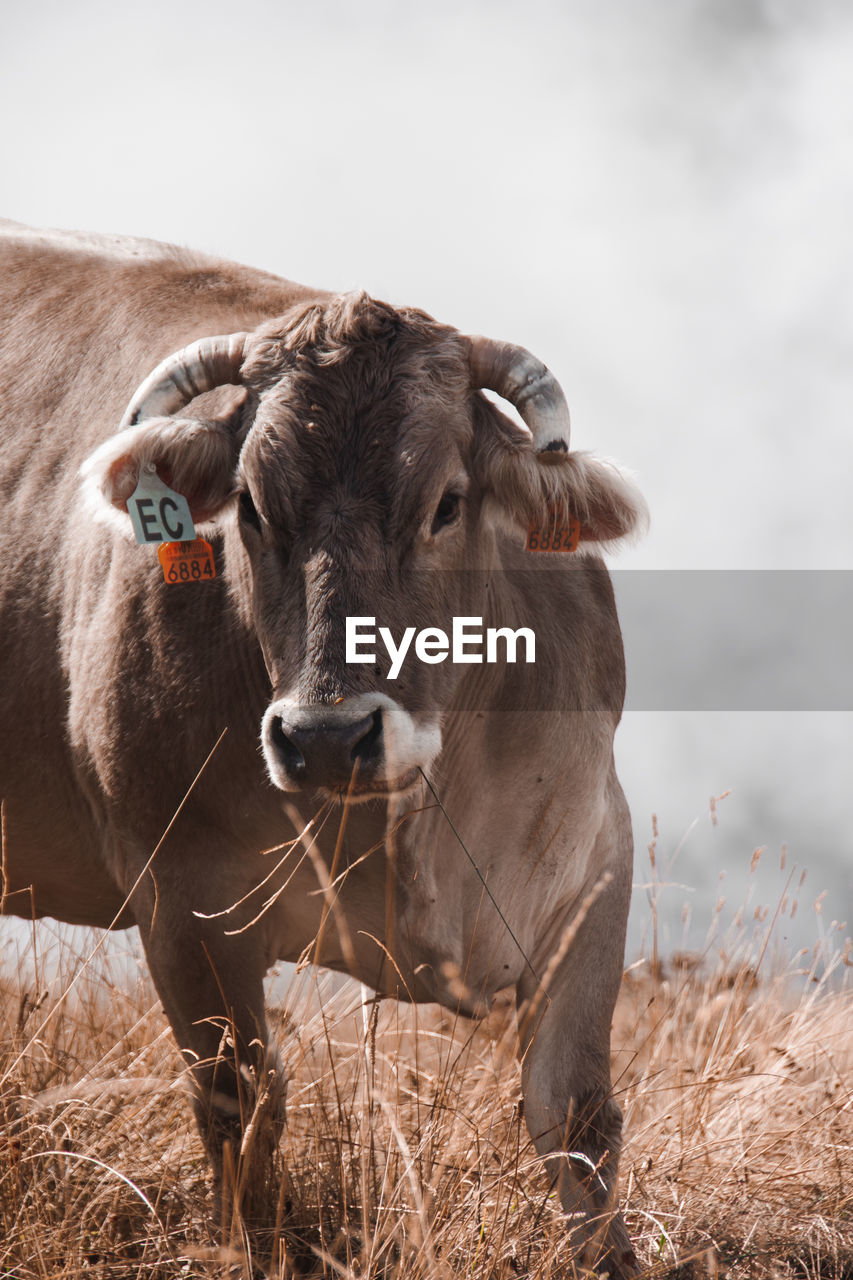 Cow standing in a field