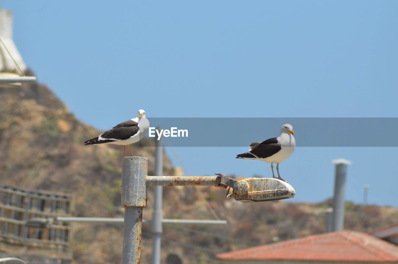 BIRDS PERCHING ON RAILING