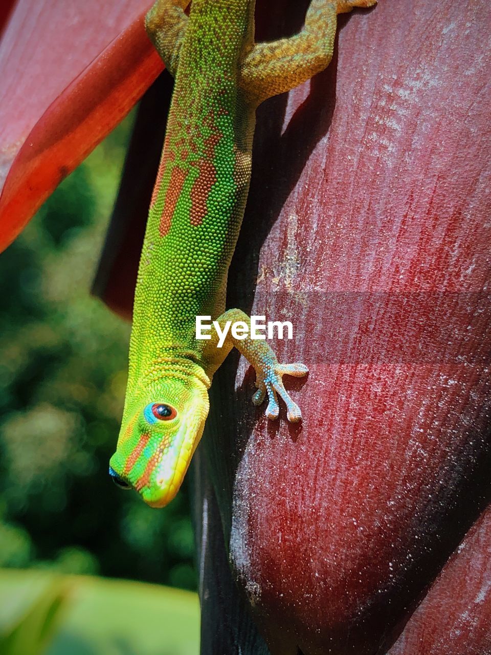 CLOSE-UP OF LIZARD ON LEAF