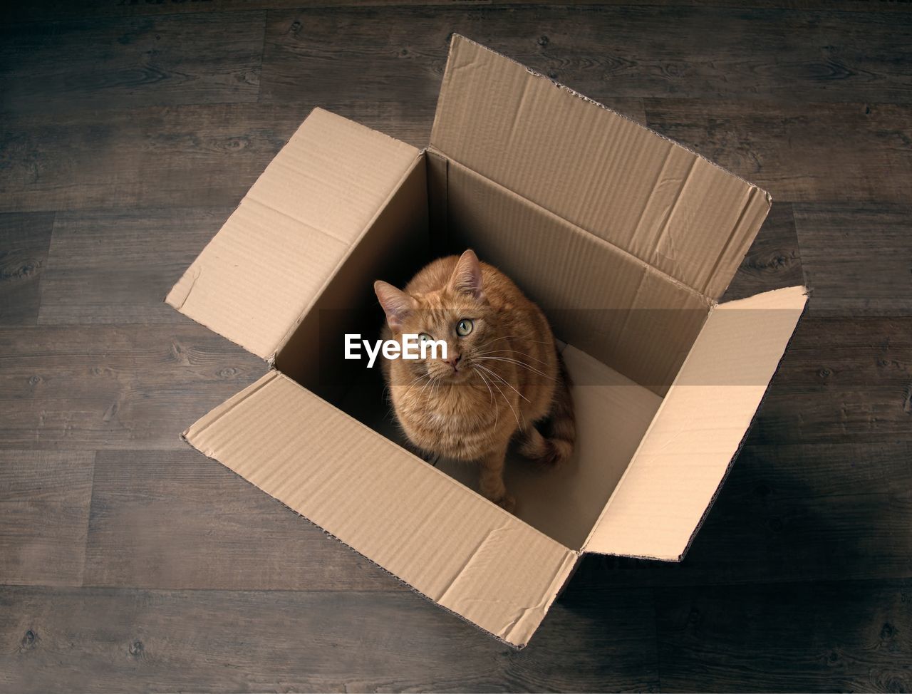 High angle portrait of cat in cardboard box on hardwood floor