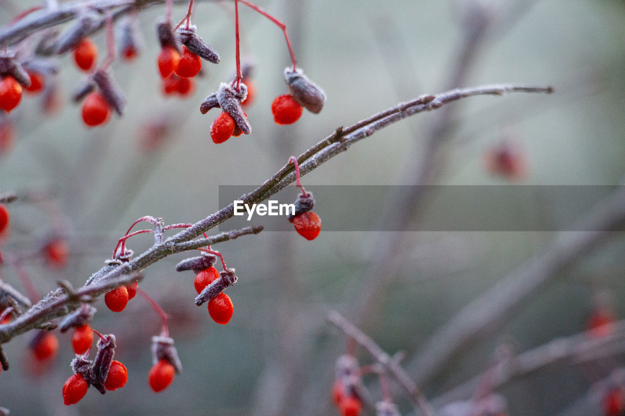 Close-up of red berries growing on tree