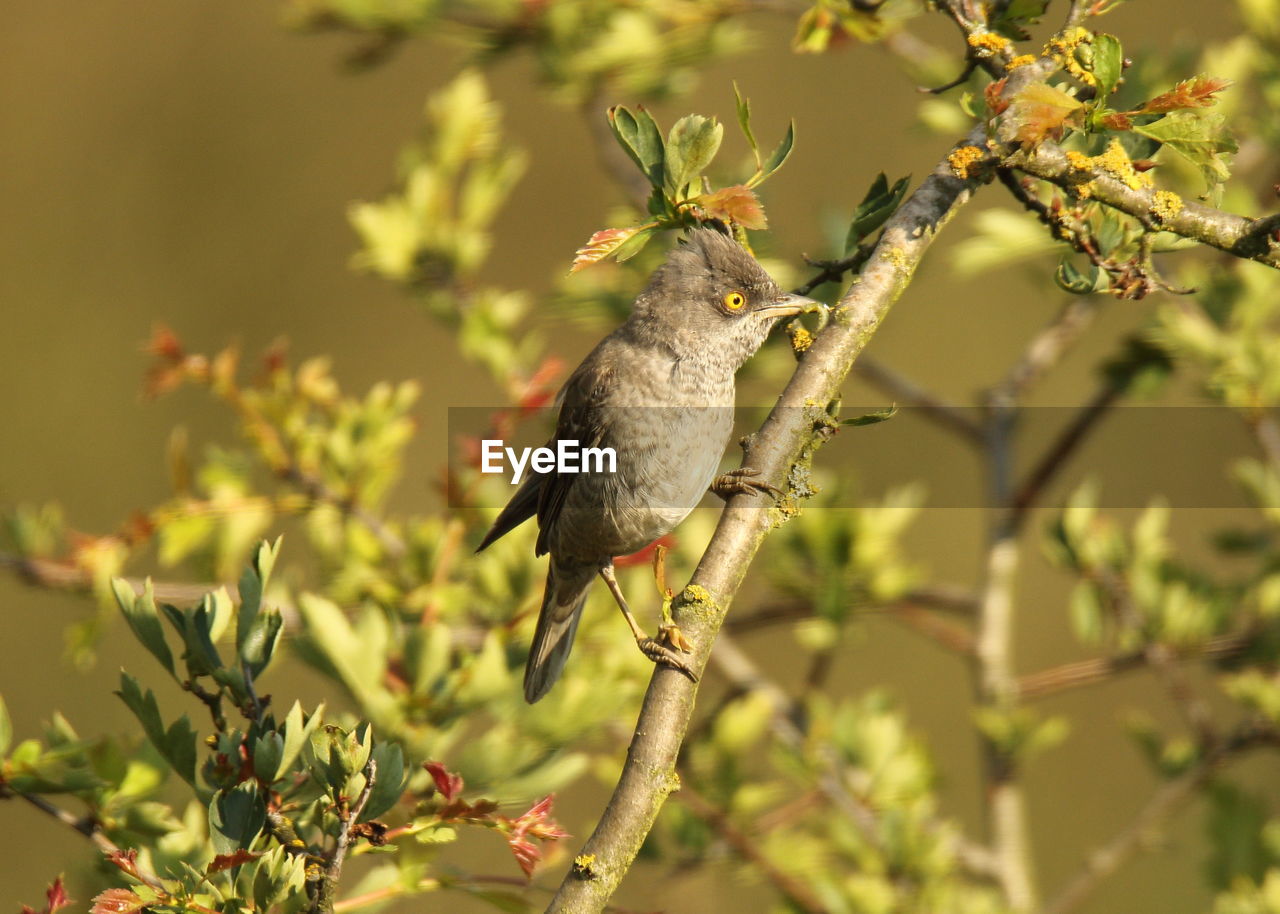 BIRD PERCHING ON BRANCH