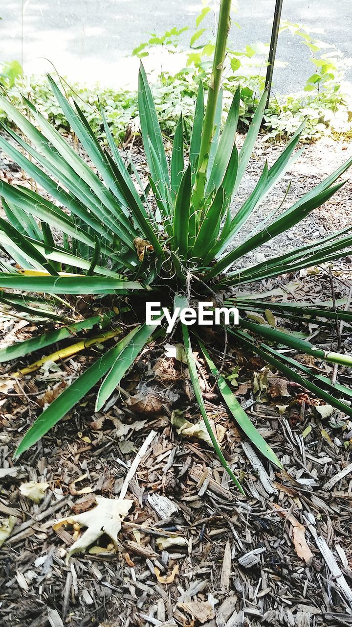 PLANTS GROWING ON TREE