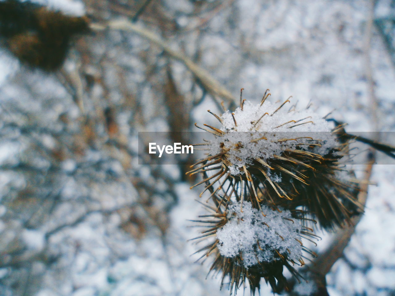 CLOSE-UP OF FROZEN PLANT ON SNOW