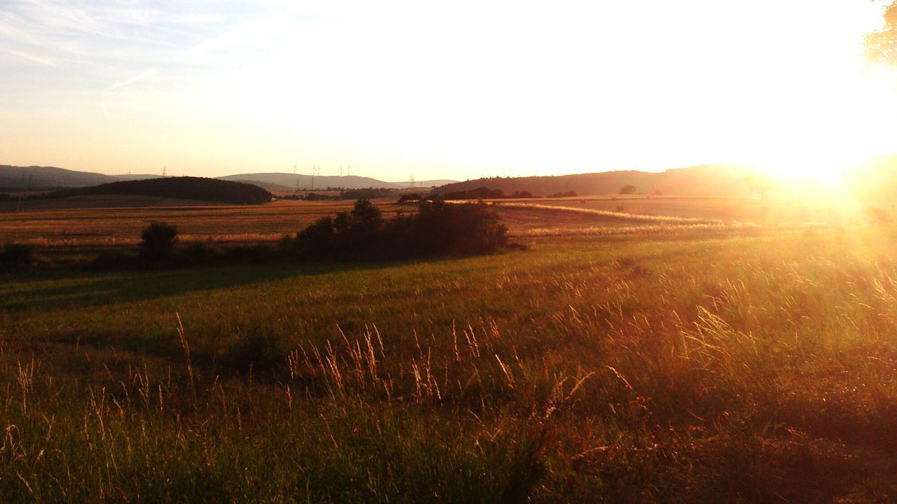 Scenic view of grassy field against sky