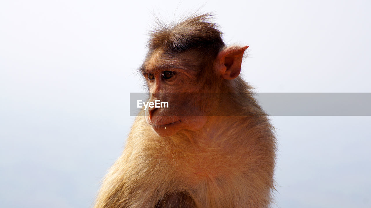 Close-up of monkey looking away against sky