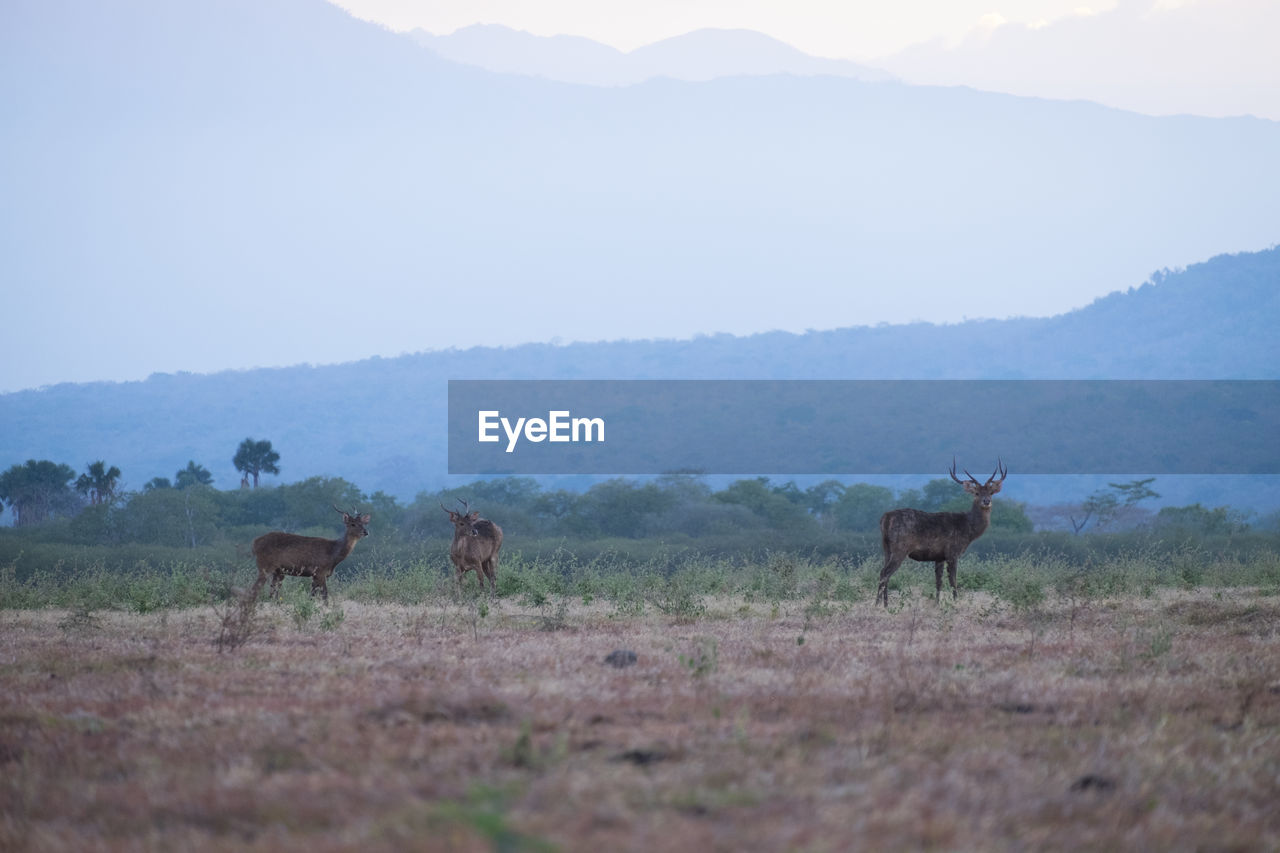 Rusa timorensis at savana baluran national park, indonesia