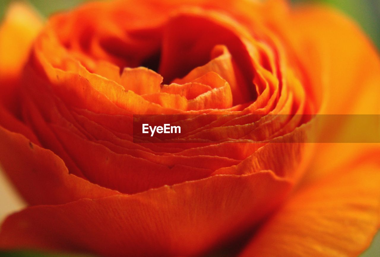 Macro shot of red rose