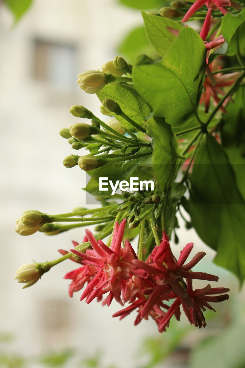 CLOSE-UP OF RED FLOWERS