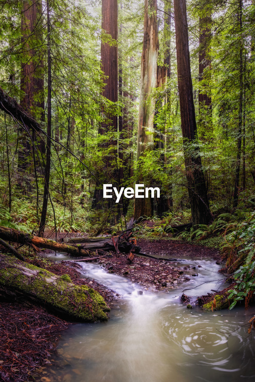 STREAM FLOWING IN FOREST