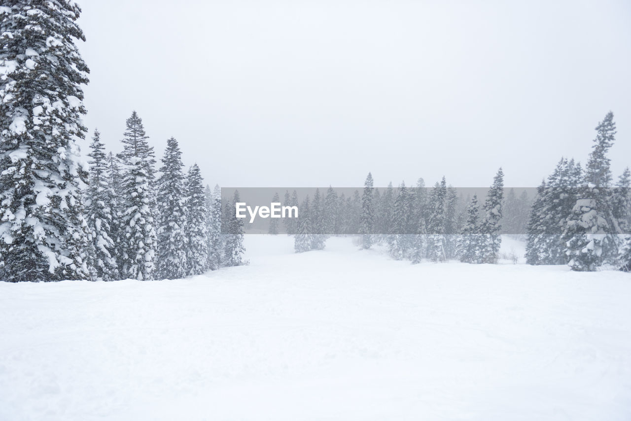 SNOW COVERED PINE TREES AGAINST CLEAR SKY