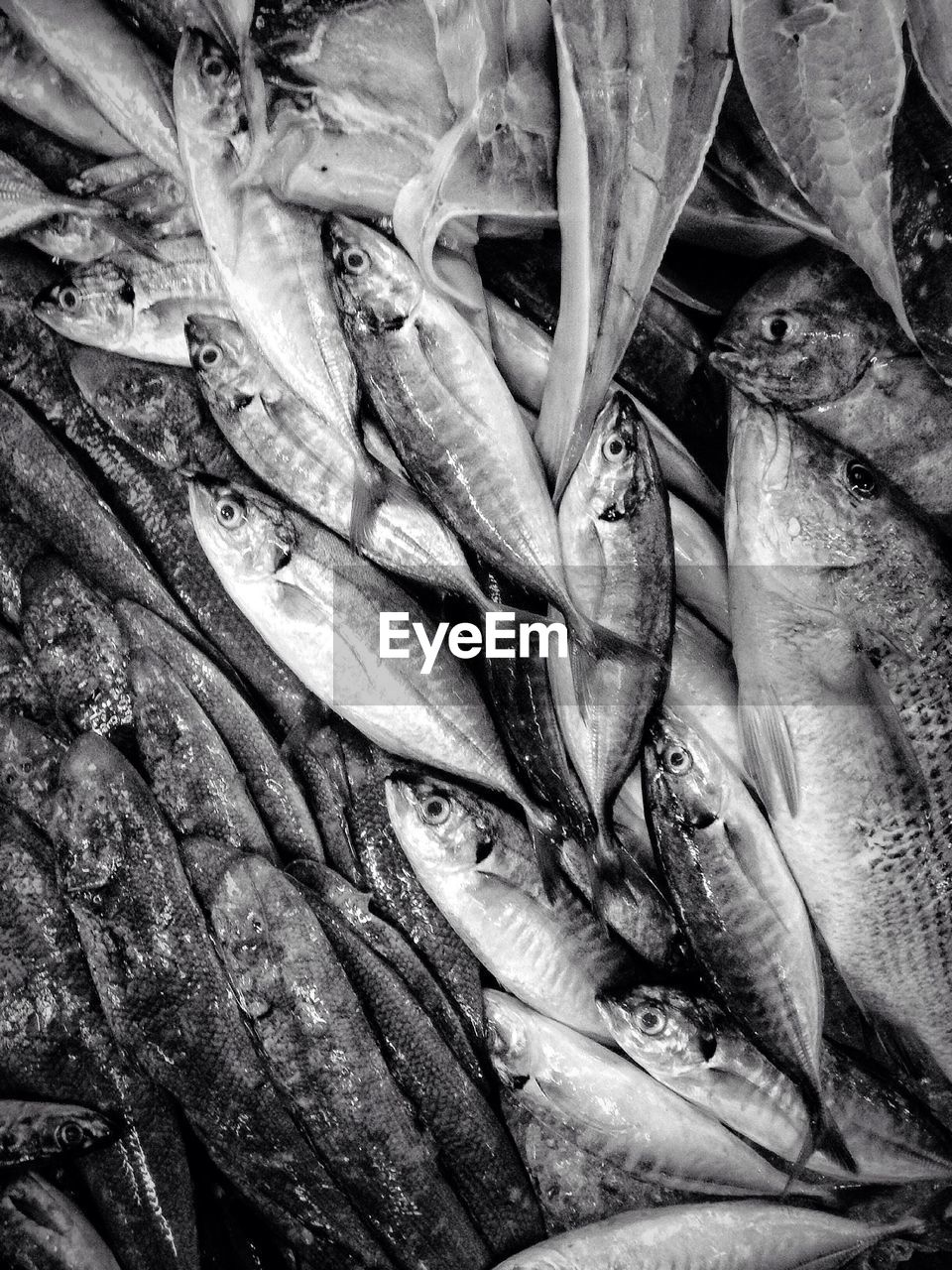 FULL FRAME SHOT OF FISH ON LEAF