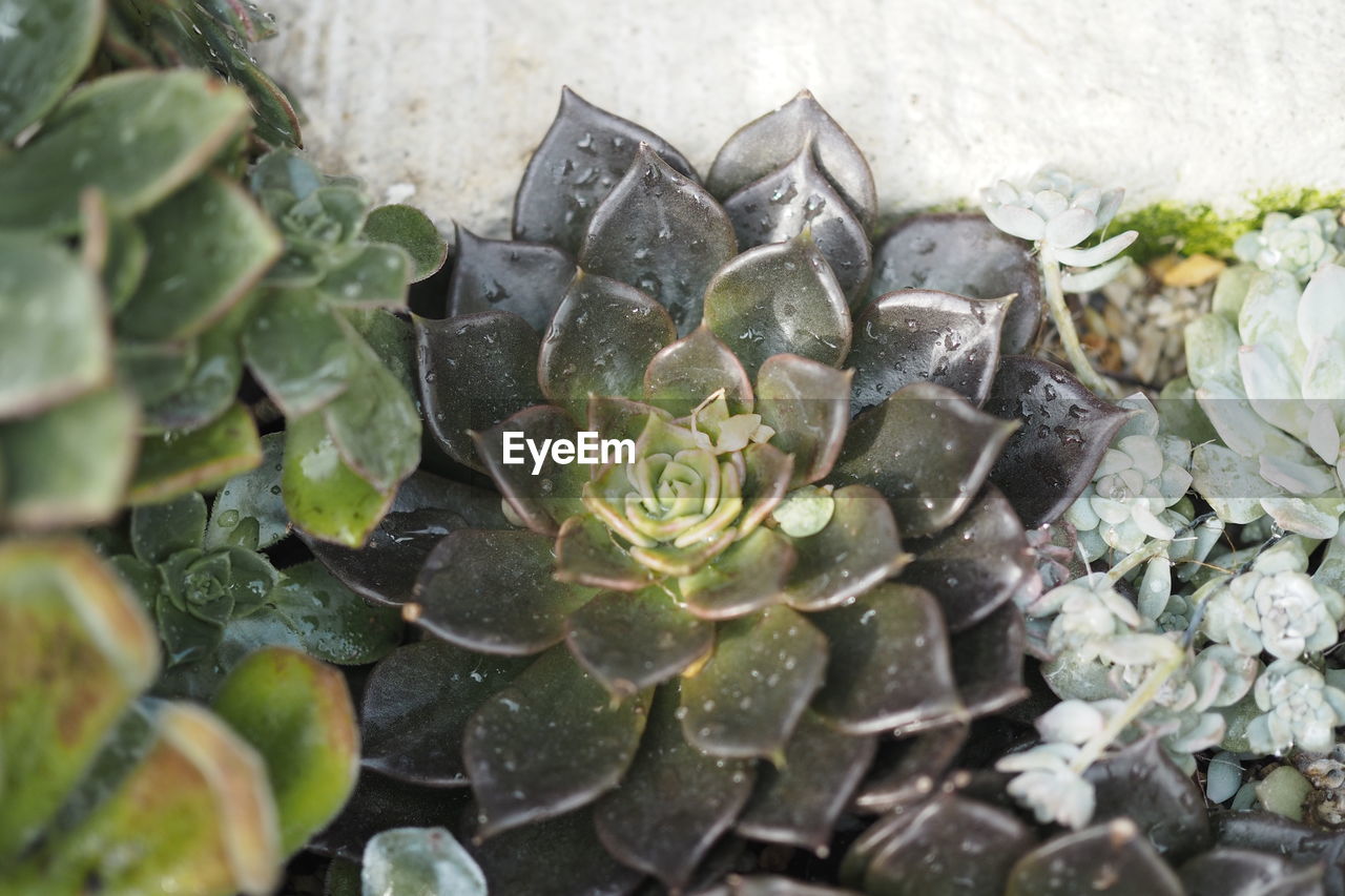 CLOSE-UP OF SUCCULENT PLANT