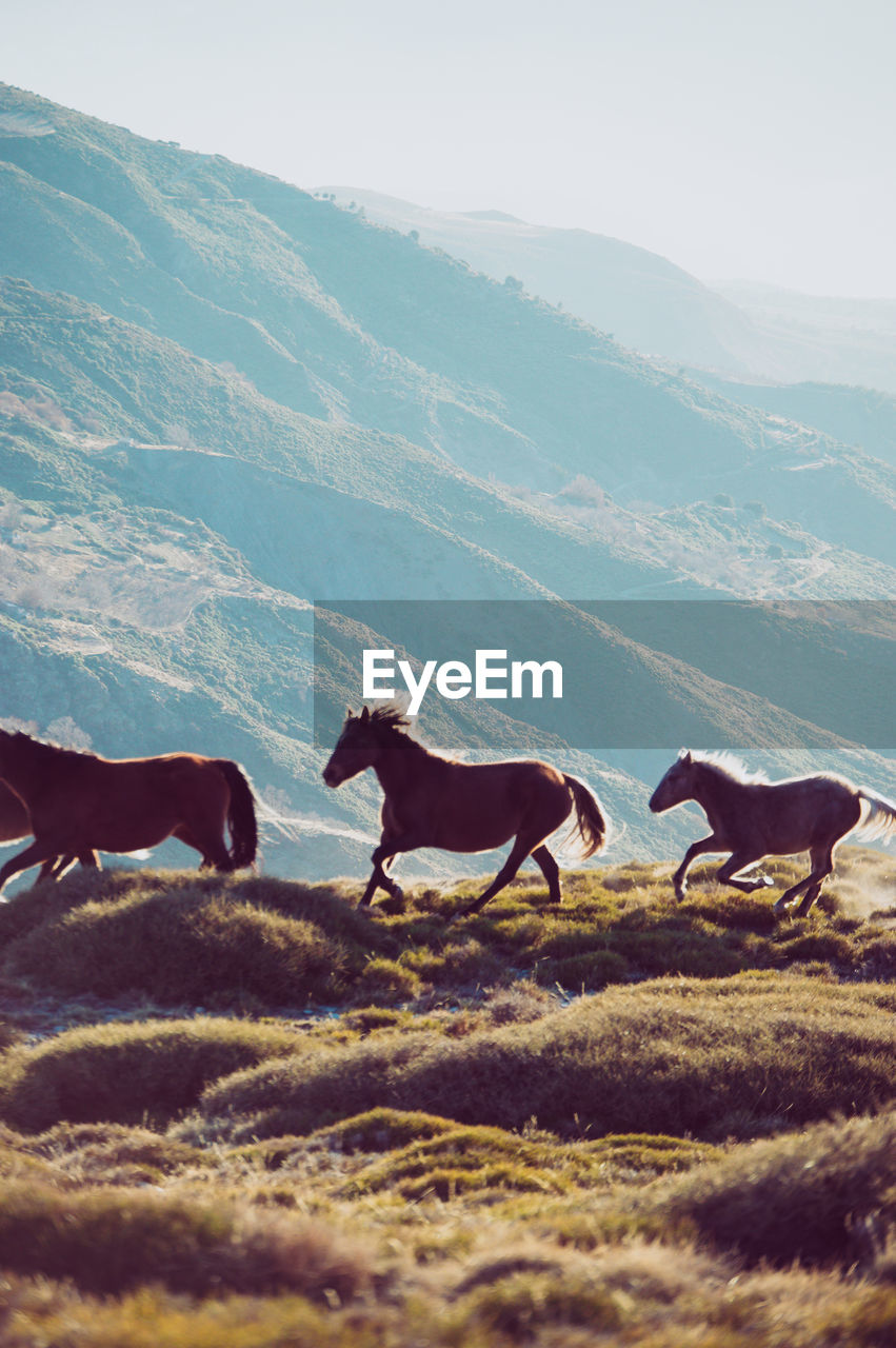 donkey standing on field against mountain
