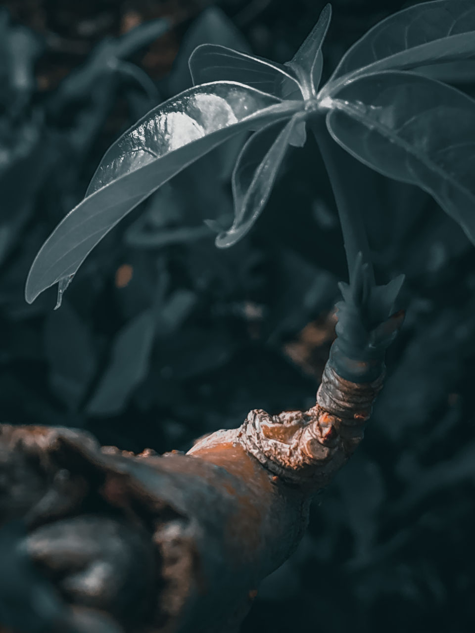 High angle view of plant leaf.