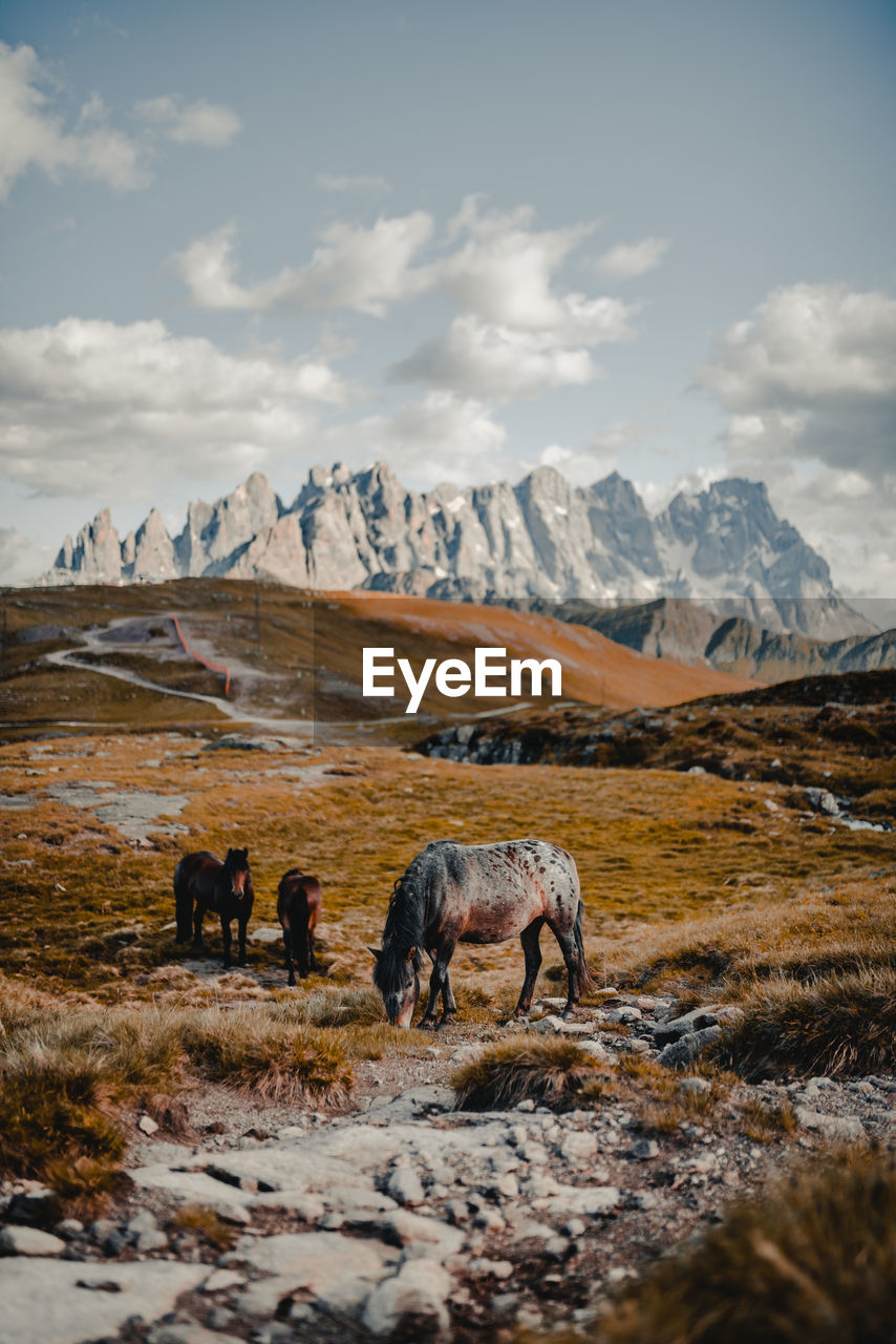 Horses on field against mountain