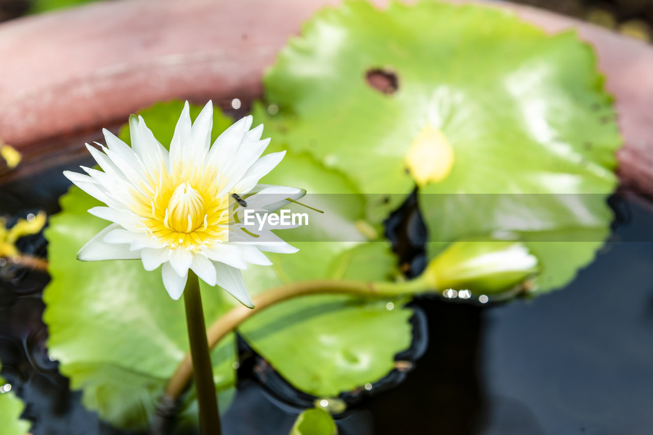 flower, flowering plant, plant, freshness, yellow, beauty in nature, green, nature, flower head, close-up, petal, water, fragility, macro photography, inflorescence, leaf, plant part, water lily, growth, blossom, no people, outdoors, pollen, springtime, lake, environment, floating, botany, floating on water, focus on foreground, day, white, selective focus