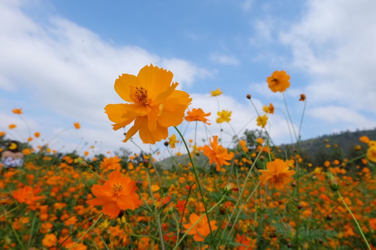 Close-up of yellow flowering plants on field against sky