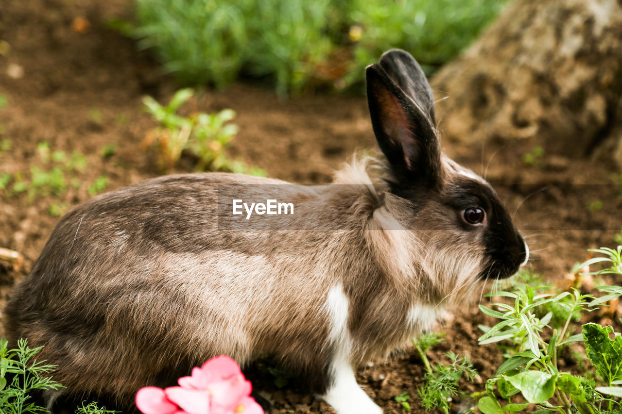 Side view of rabbit of field