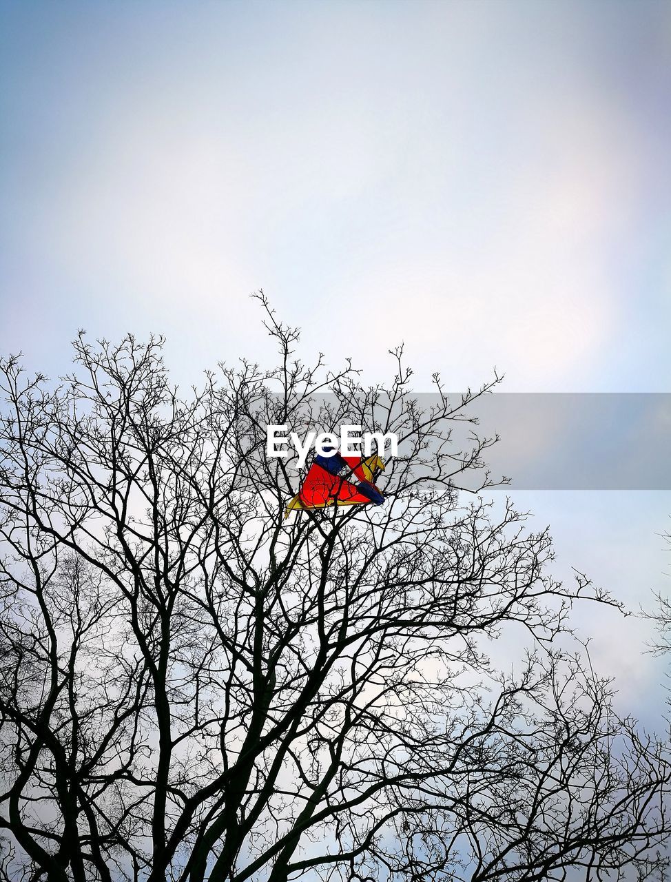 LOW ANGLE VIEW OF BARE TREE