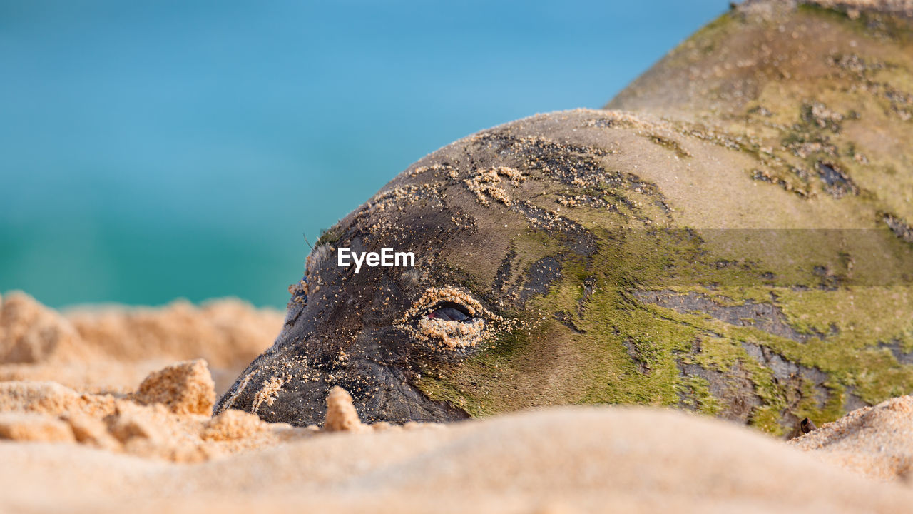 Seal relaxing on sand at beach