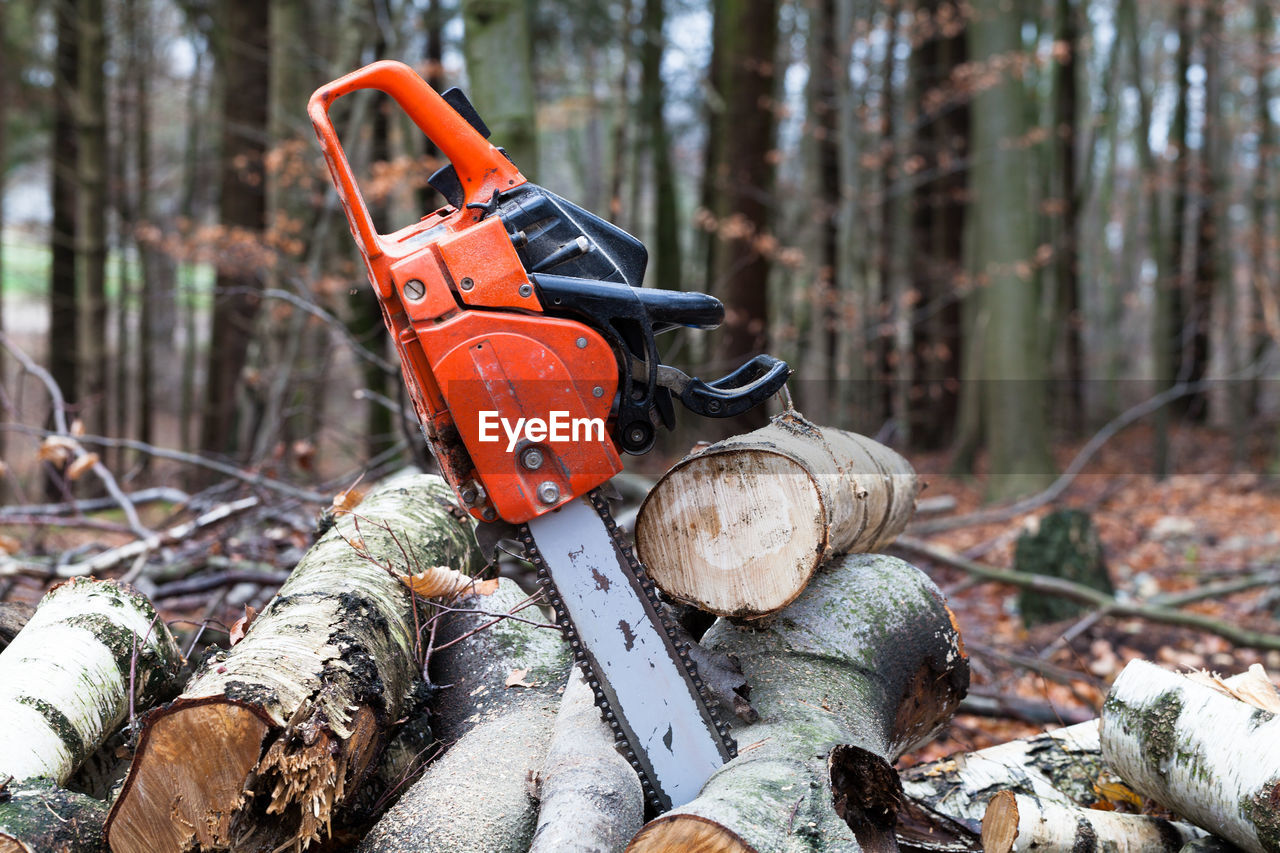 Chainsaw on logs in forest