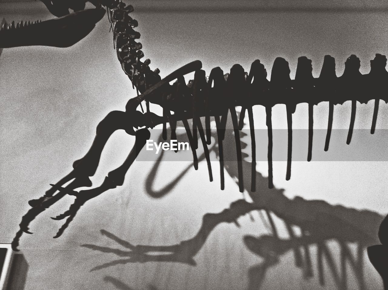 Low angle view of dinosaur's skeleton