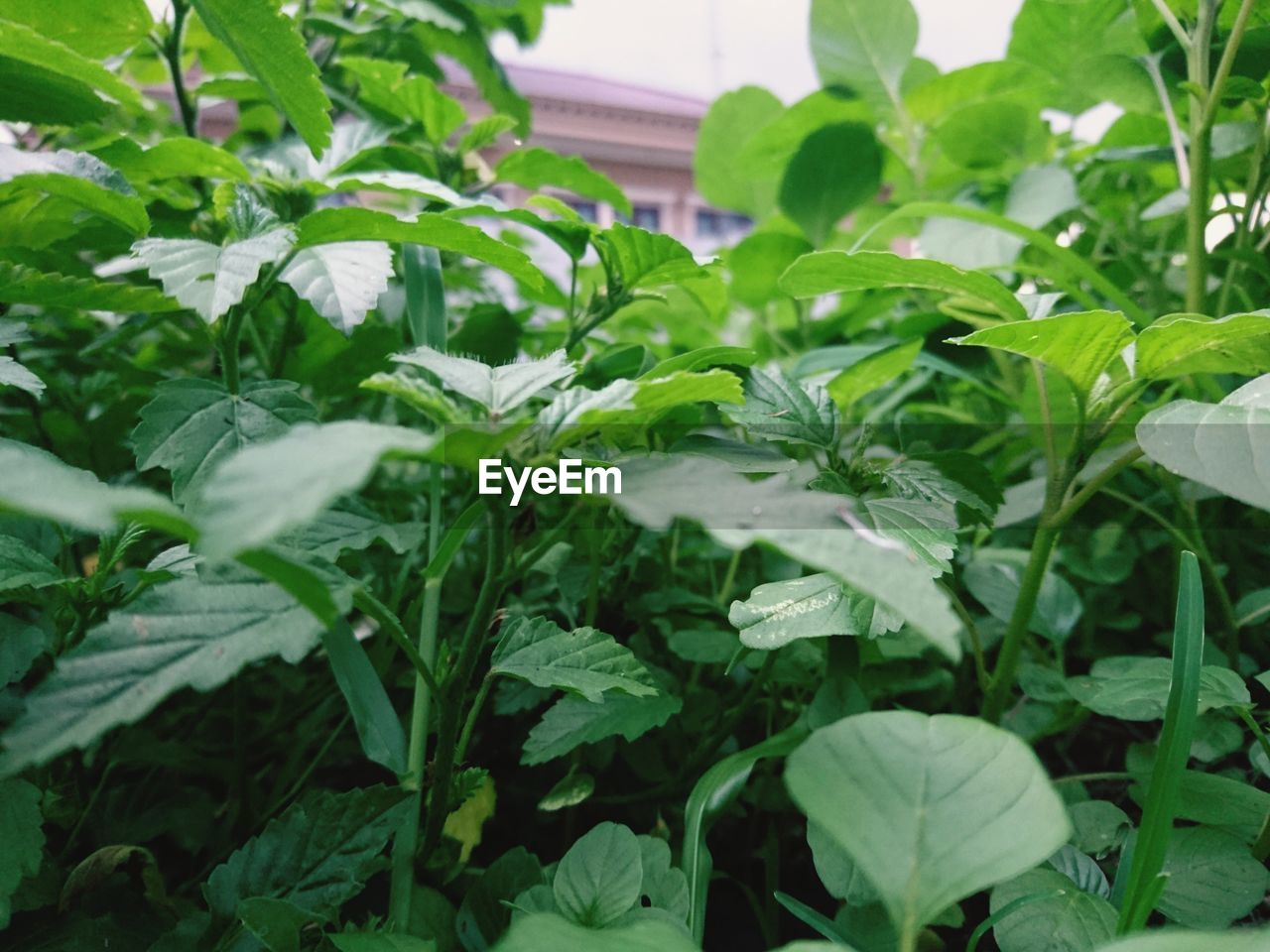 CLOSE-UP OF FRESH GREEN PLANTS IN SUNLIGHT