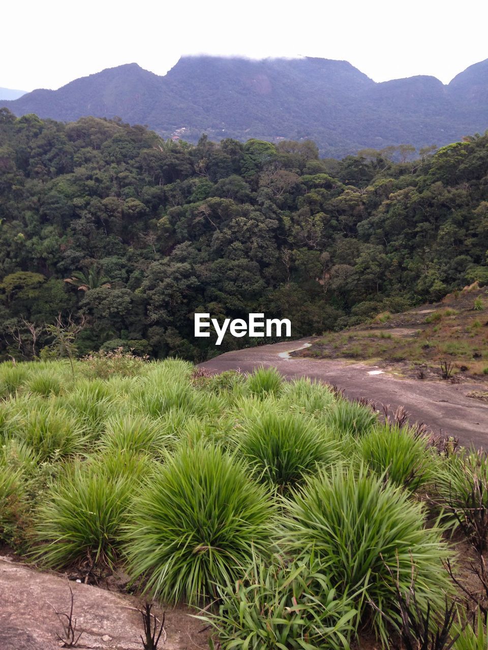 Majestic rock formations emerging over tropical rainforest