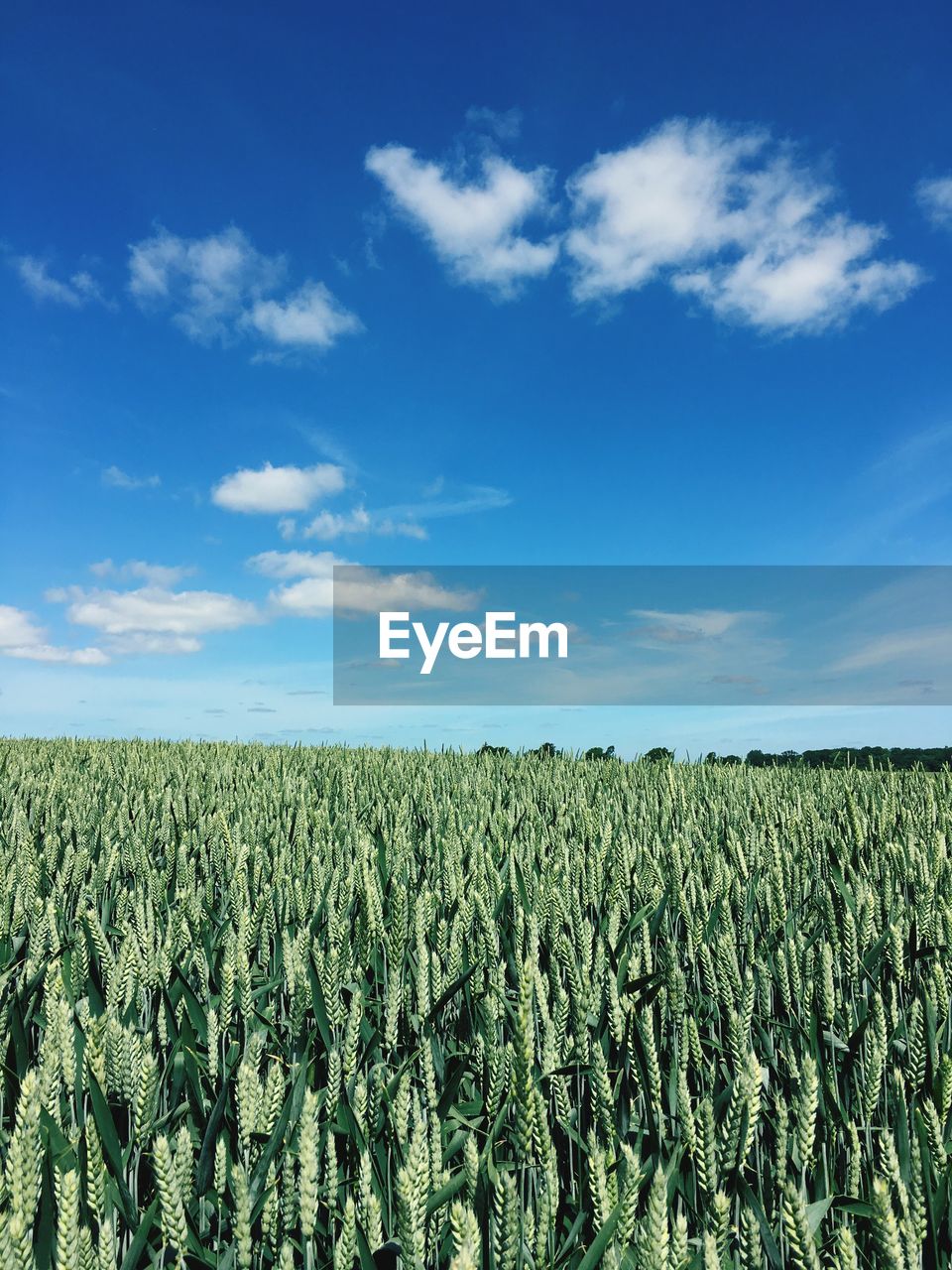 Crops growing on field against blue sky