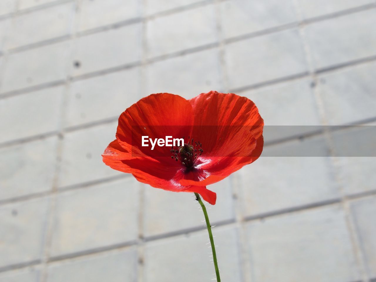 High angle view of red flower on floor