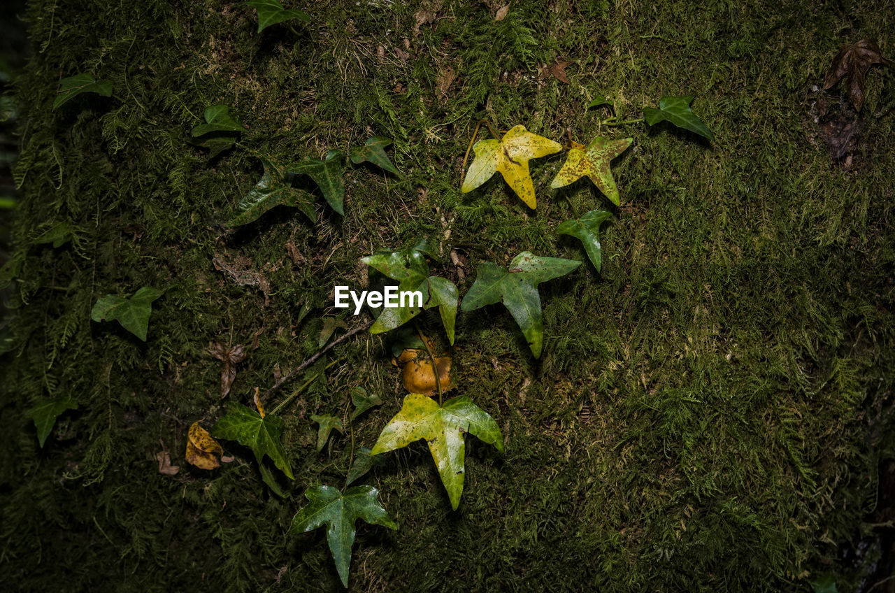 High angle view of autumn leaves