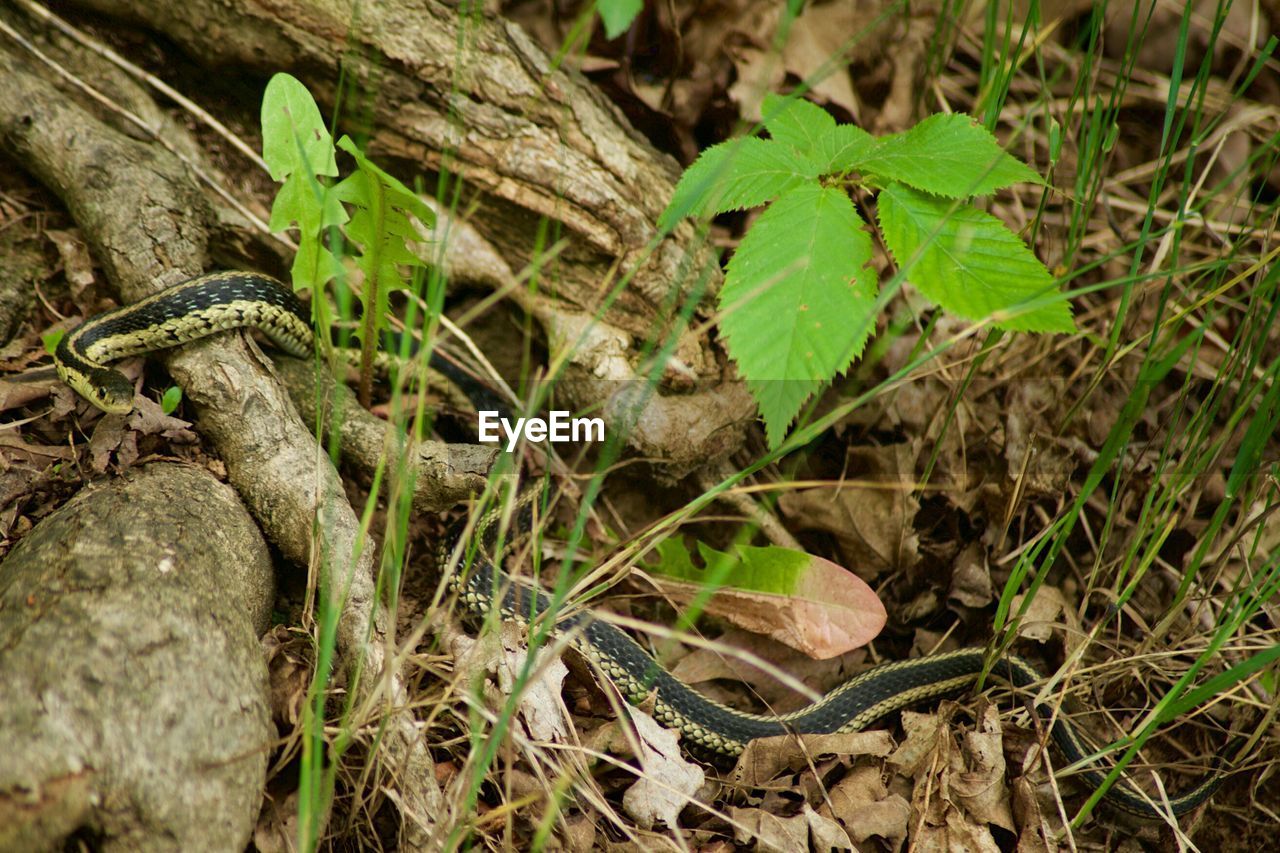 Close-up of snake on amidst plants