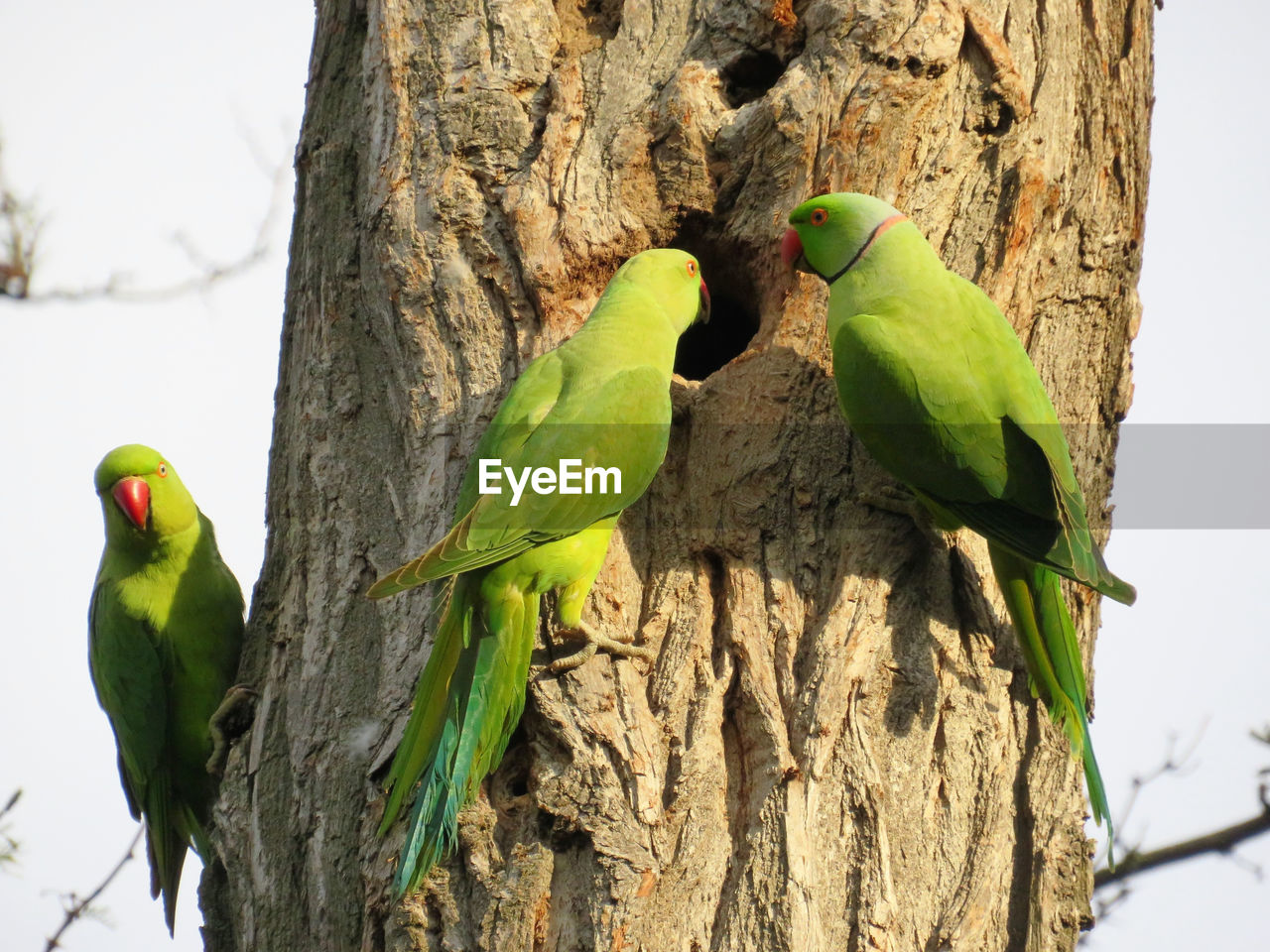 CLOSE-UP OF PARROT PERCHING ON TREE