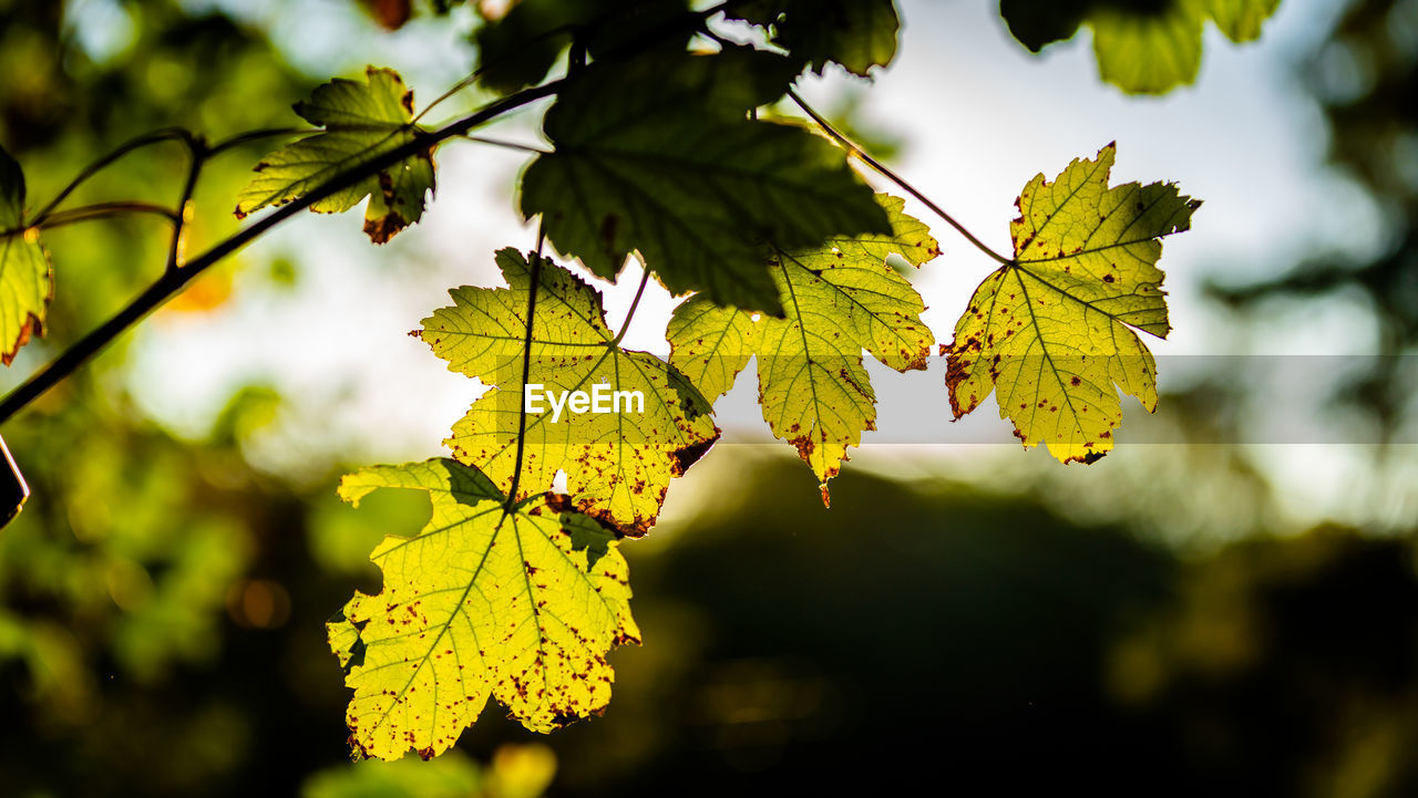 Close-up of yellow maple leaves against blurred background