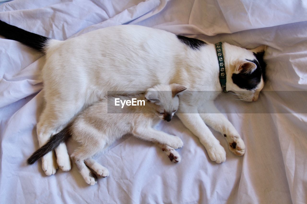 High angle view of cat sleeping on bed