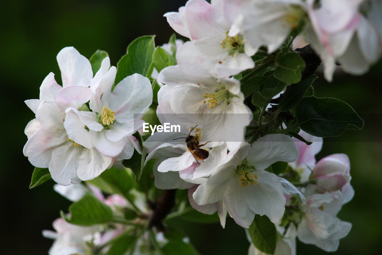 Bee Flower Head Flower Petal Close-up Plant Pollination Bumblebee