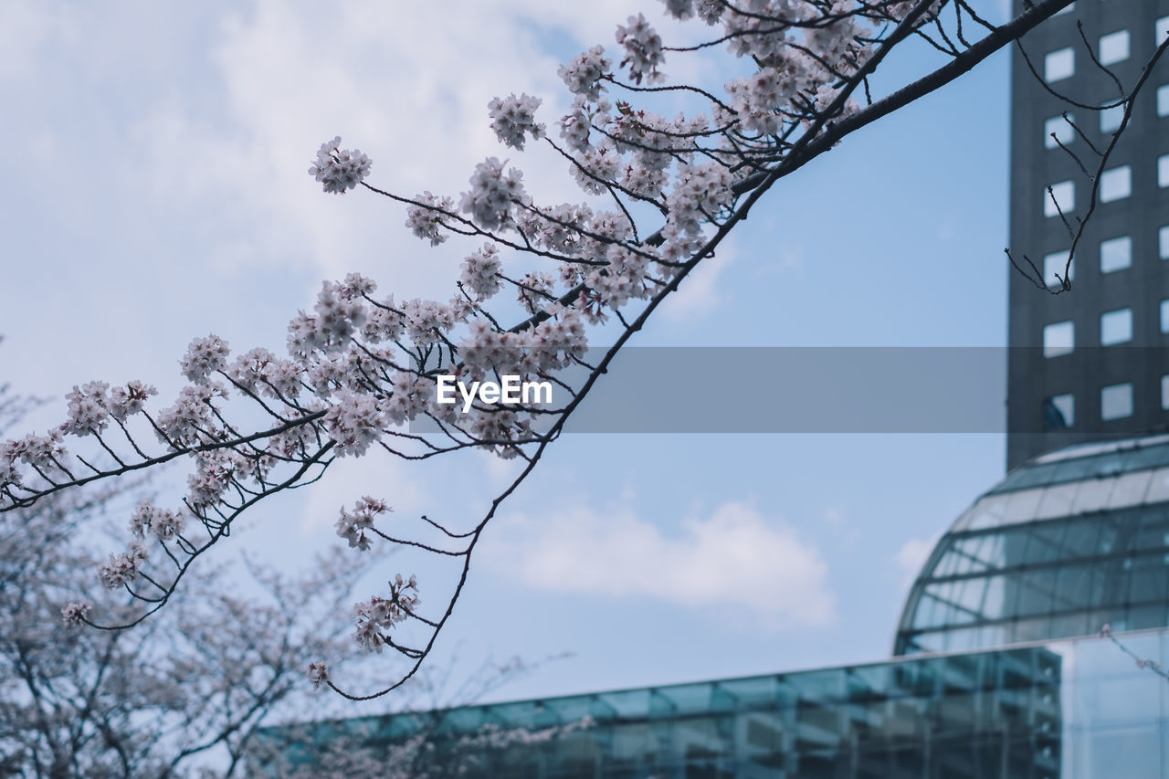 LOW ANGLE VIEW OF CHERRY BLOSSOM TREE AGAINST BUILDING