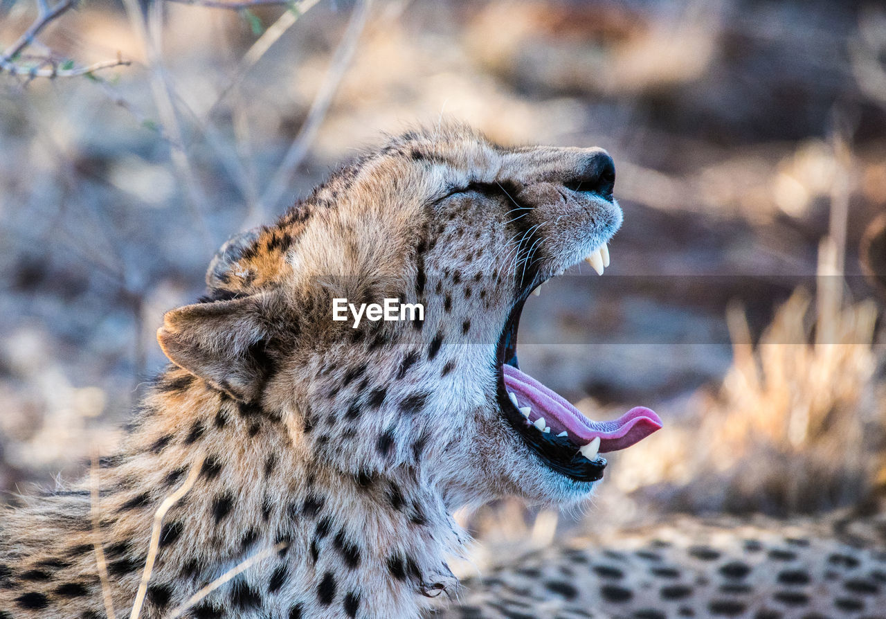 CLOSE-UP SIDE VIEW OF A YAWNING
