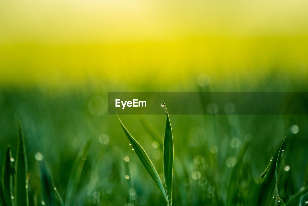 Wet grass in the spring. rural scenery of a green field. water droplets on the grass spikes. 