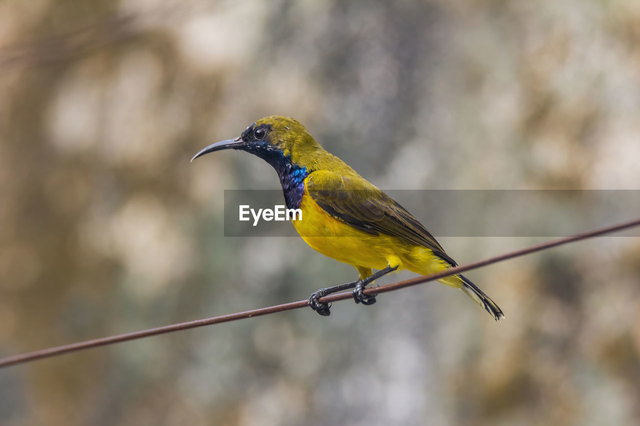 CLOSE-UP OF A BIRD PERCHING ON A CABLE