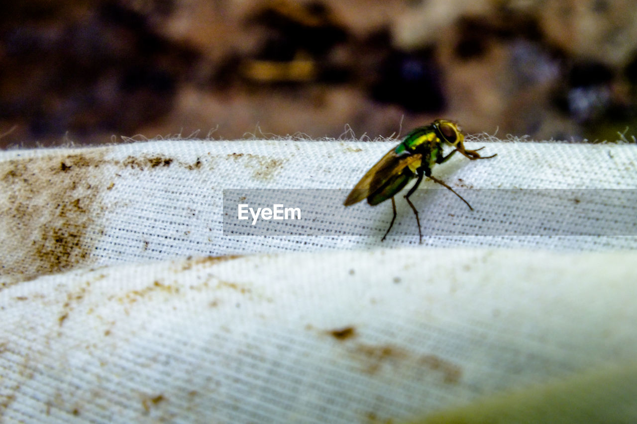 CLOSE-UP VIEW OF BEE